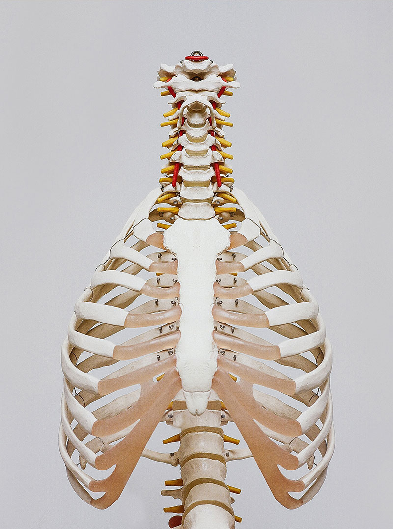 Fotografie eines Skeletts